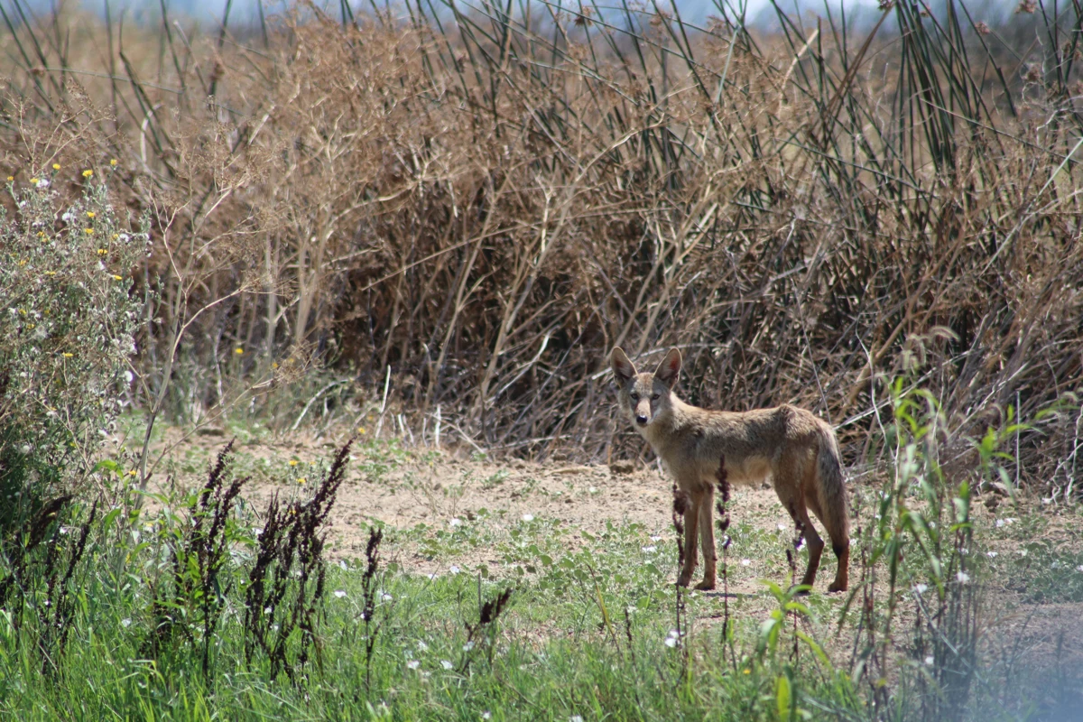 Coyote.
