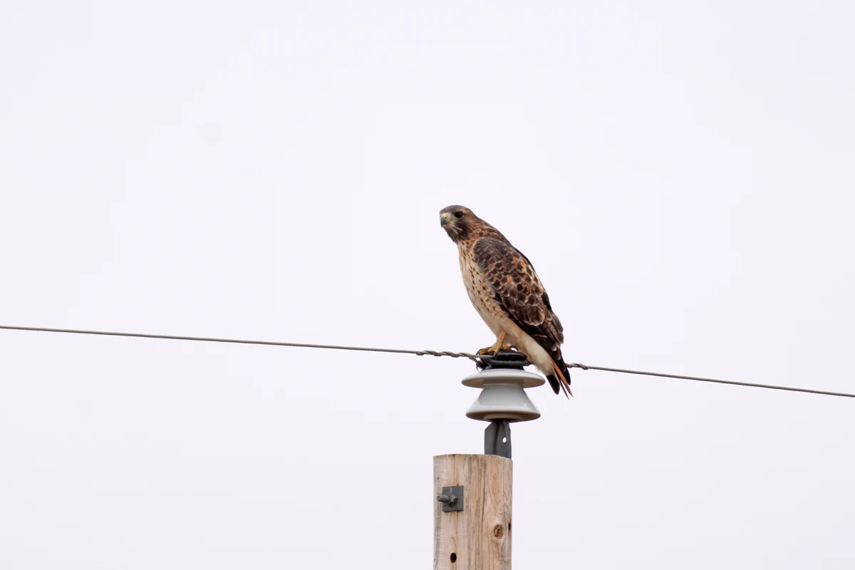 Red-tailed hawk, an example of a bird of prey.
