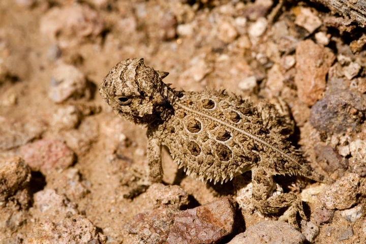 A young Texas horned lizard resting on a rock.