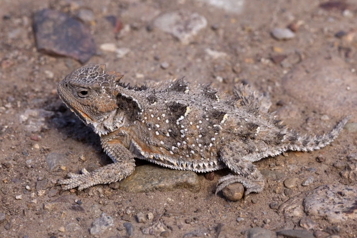 Greater short-horned lizard on the ground, with short horns behind its head.