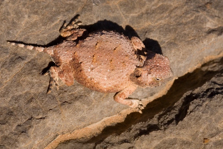 Round-tailed horned lizard on a stone, with a rounded tail and small head horns.